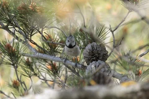 Crested Tit Perched on a Pine Branch in Alt de les Pedreres Фото