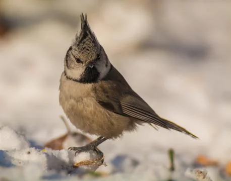 Crested tit Stock Photos