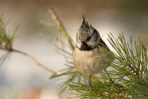 Crested tit Stock Photos