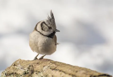 Crested tit Stock Photos