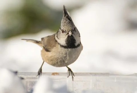 Crested tit Foto stock