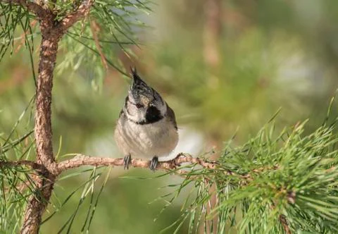 Crested tit Stock Photos