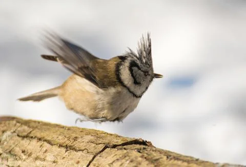 Crested tit Stock Photos