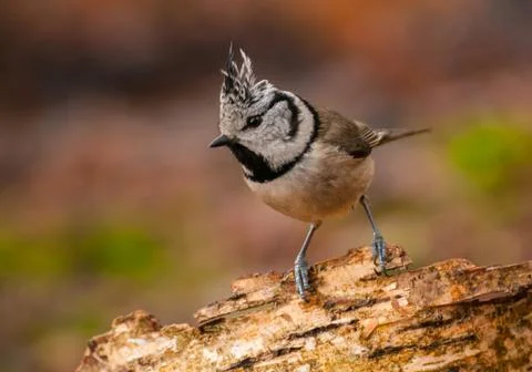 Crested tit Stock Photos