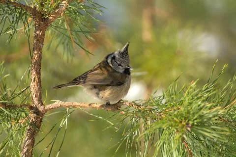 Crested tit Stock-Fotos