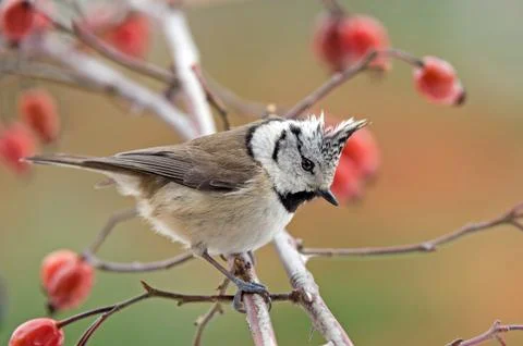 Crested tit Stock Photos