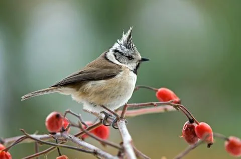 Crested tit Stock Photos