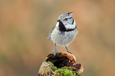 Crested tit Foto stock
