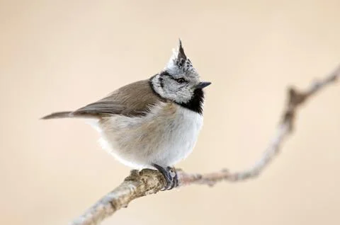 Crested tit Stock Photos