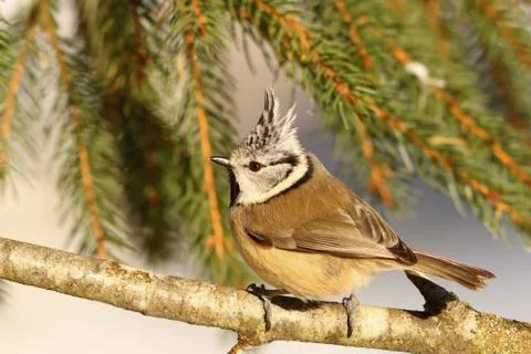 Crested tit profile view Stock Photos