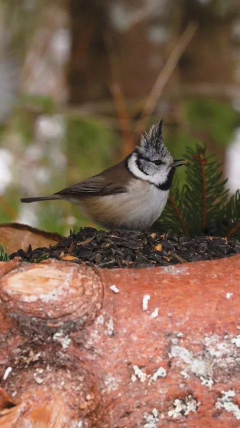 Crested tit selects seed while another bird observes Stock Footage 331812432