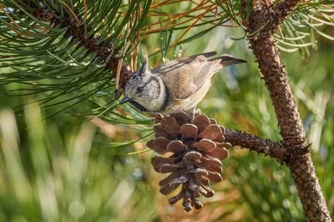 Crested Tit sitting on pine branch. Bird in the nature habitat, Portrait of S 스톡 사진
