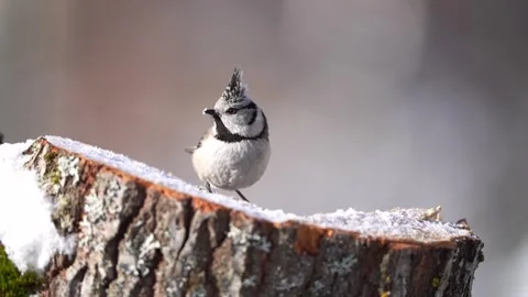 Crested tit on the stump Stock Footage 319890806