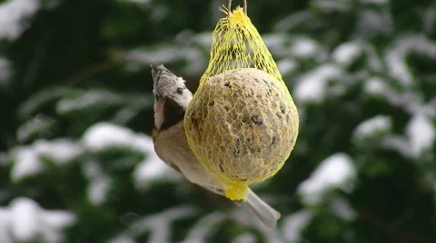 Crested tits Video stock 414035