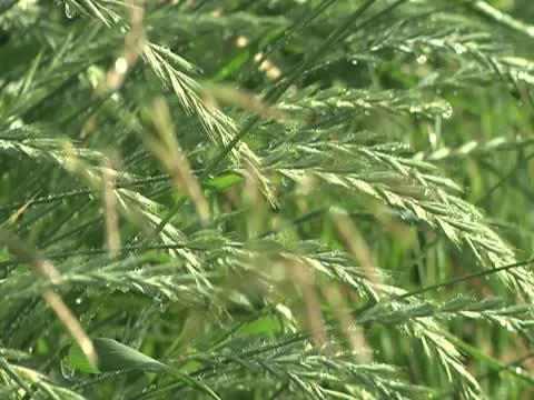 Crested Wheat Grass to Brome Rack Focus 库存影片 10561678