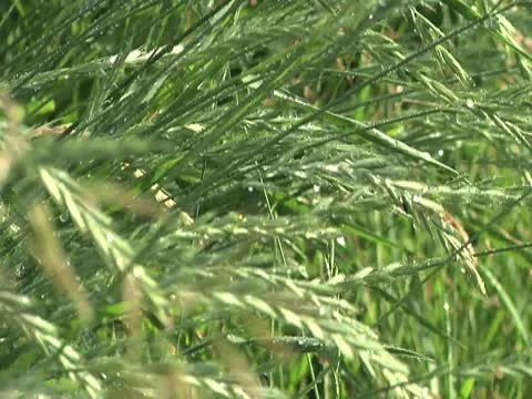 Crested Wheat Grass 库存影片 10561679