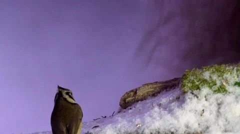 Crestet tit in winter Stock Footage 45531849