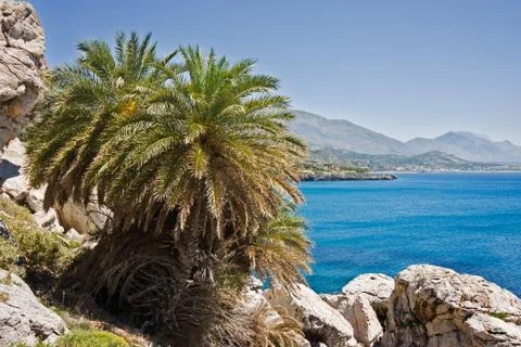 Cretan date palm Stock Photos