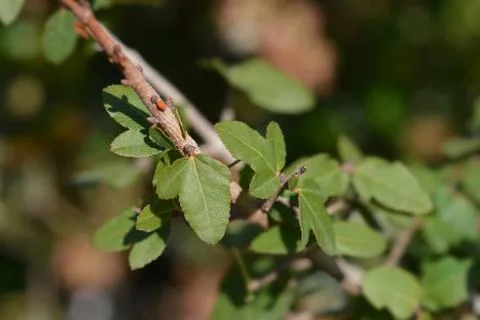 Cretan maple Stock Photos