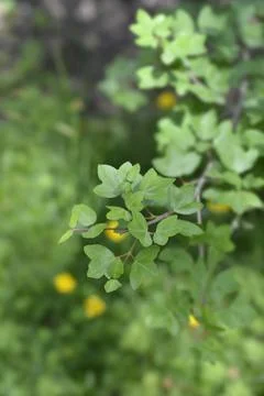 Cretan maple Stock Photos