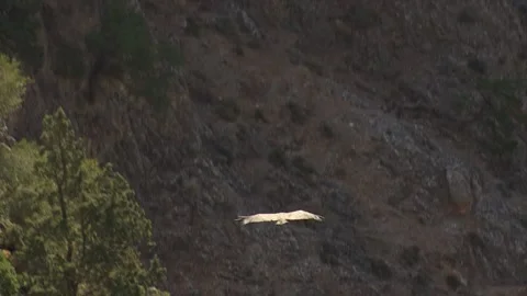 Crete, eagle at Aradena Gorge Stock Footage 197124887