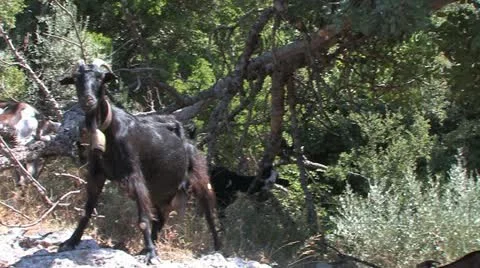 Crete, Greece 库存影片 11904776