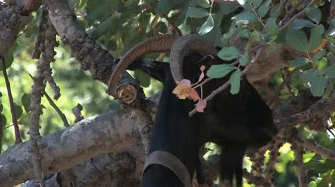 Crete, Greece Video stock 11904778