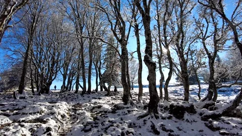 Creux du Van: Winter Forest Walk Stock Footage 303981798