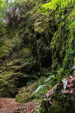 Crevice with moss Foto stock