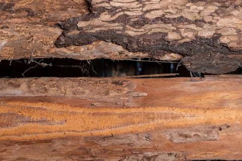 Crevice with old cobwebs between two old wooden boards with rough bark Фото