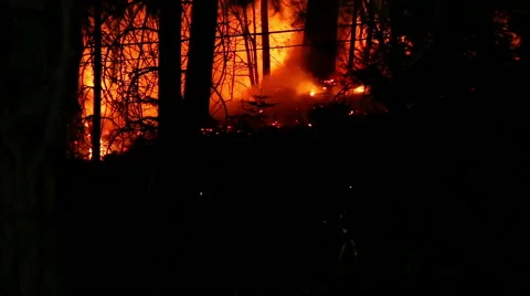 Crew of fire fighters walk through forest fire Stock Footage 41831613