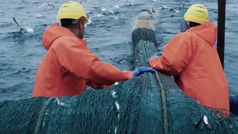 Crew of Fishermen Work on Commercial Fishing Ship that Pulls Trawl Net Stock Footage