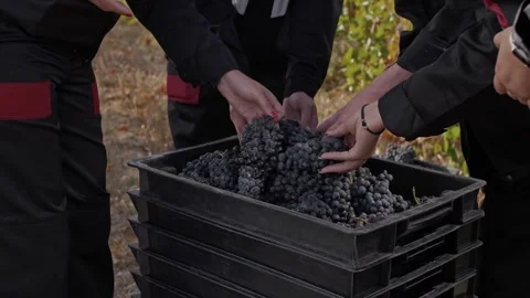 Crew of grape pickers place ripe grapes in a large fruit box during harvest. Stock Footage 270065341