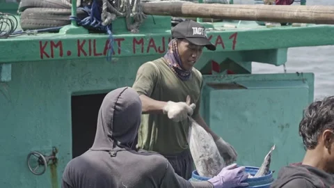 Crew Loading Frozen Skipjack Tuna Into Blue Fish Container Vidéo 333981804