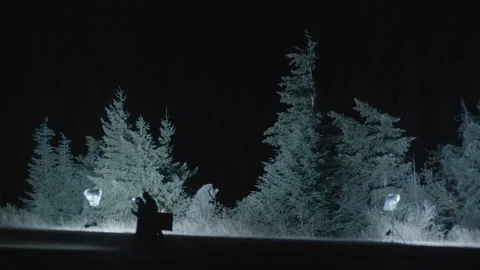 Crew walking by lit up trees on film set at night Stock Footage 220622904