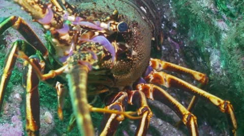 Creyfish c:up 3 Stock Footage 12455116