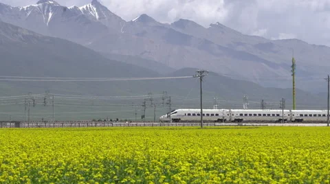 CRH train traveling through rape flower field in summer, under snow mountain Stock Footage 66553216