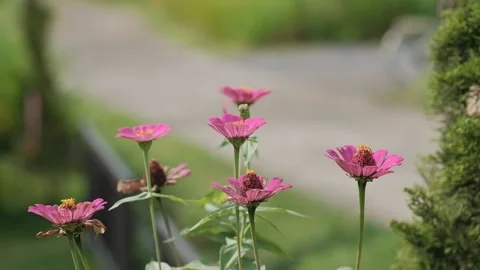 Crhysanthemum Stock Footage 203819508
