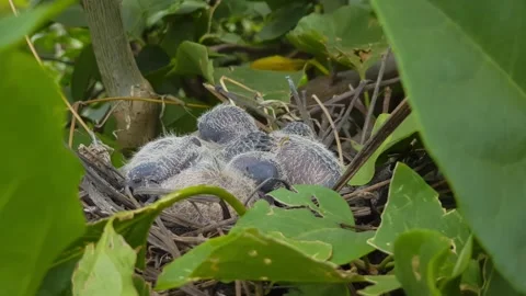 Crias Ave Stock Footage 137834987