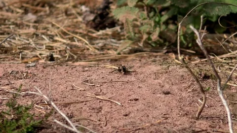 Cricket and ant crawling on a sandy spot in a heathland, Mehlinger Heide, heath Stock Footage 79830455