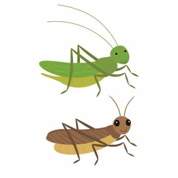 Cricket and locust, differences. Vector illustration isolated. Stock Illustration