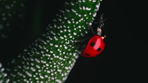 Cricket animals  Stock Footage 286719473