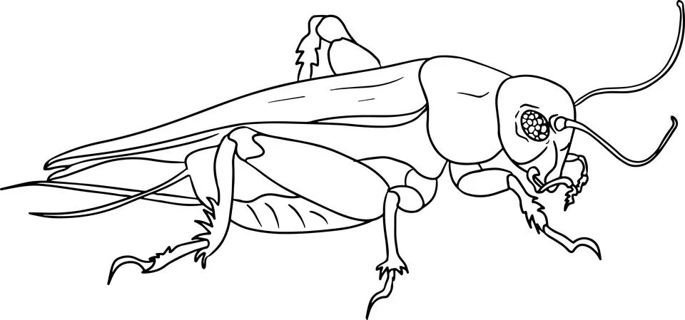 Cricket. Beetles coloring pages. Vector, hand drawn illustration. Stock Illustration