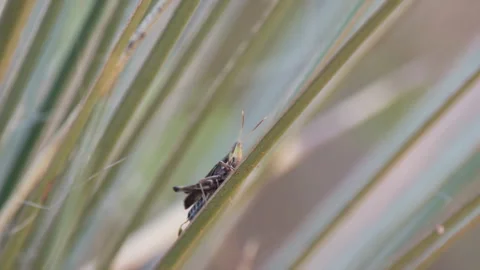 A cricket on a blade of grass Stock Footage 138835929