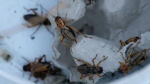 Cricket on the breeding cage Stock Footage 151305884