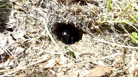 Cricket Bug Stock-Footage 163359117