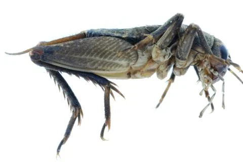 Cricket bug insect Stock Photos