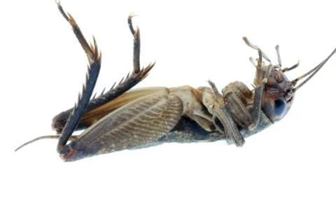 Cricket bug insect Stock Photos