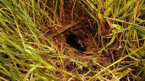 Cricket chirping sound effect. Spring field cricket insect noise. Night singing Stock Footage 155277928