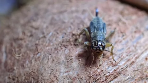 Cricket close-up. Stock Footage 237909273